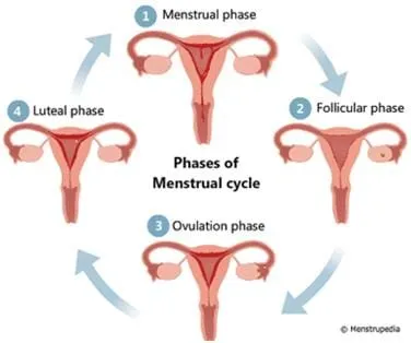 Menstral phases