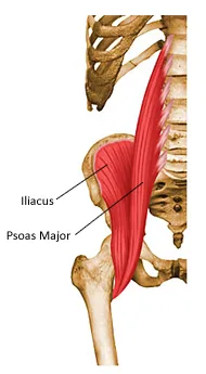 The hip flexor muscles