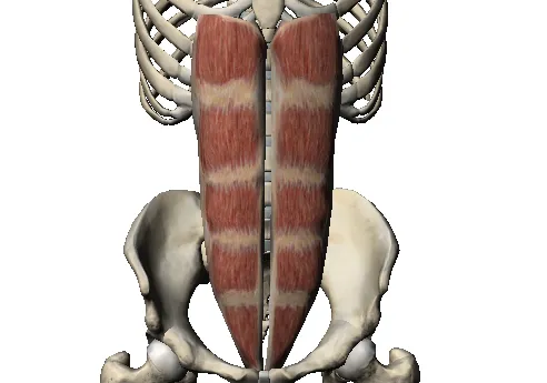 abdominal-separation-what-s-normal-in-pregnancy-img-1