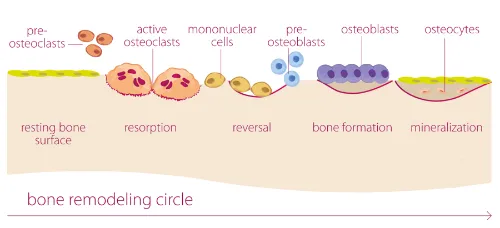 Osteoblasts : go, you good things!