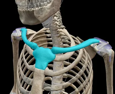 The collarbones and great shoulder posture
