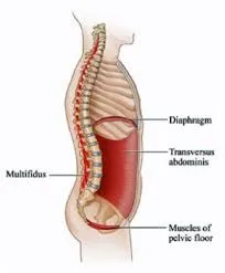 The diaphragm, the thorax and our posture