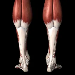 What is a tendon?